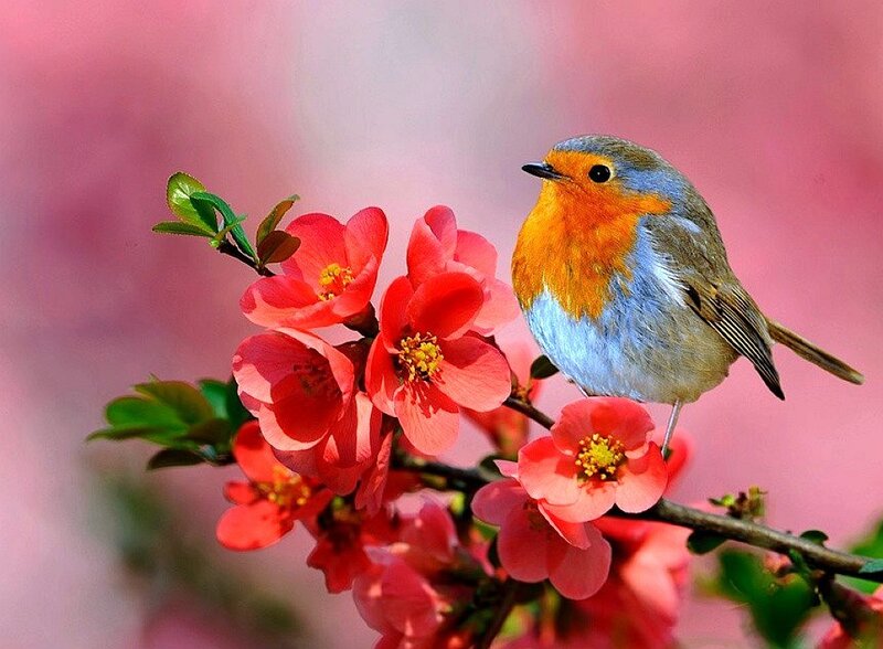 Robin on blooming branch