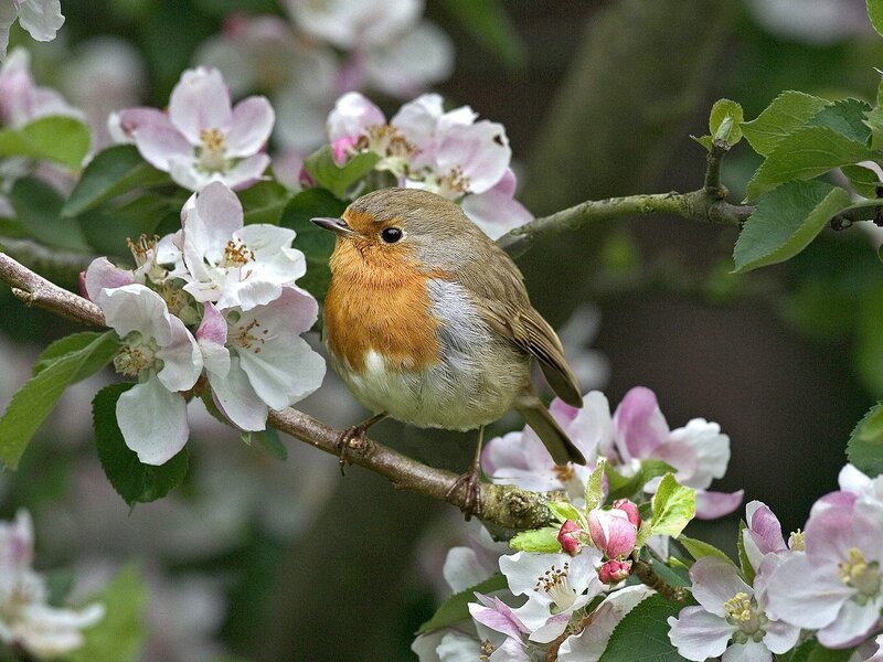 Robin on blooming branch