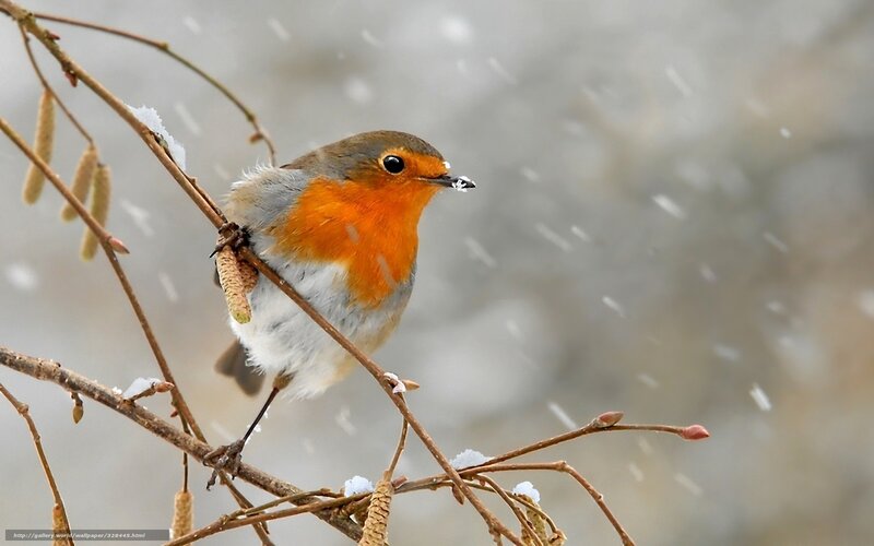 Robin on Branch
