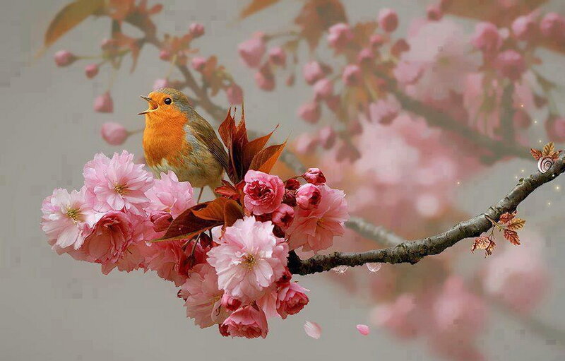 Robin on Cherry Blossom