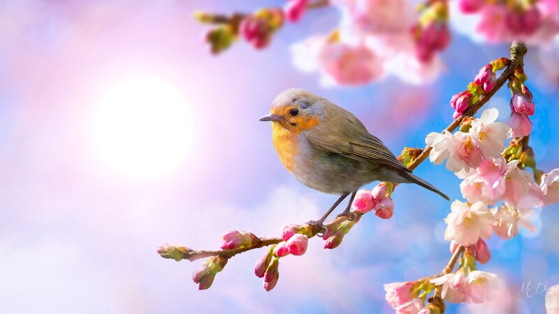 Robin on Cherry Branch