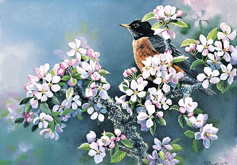 Robin on Flowering Branch — Blue