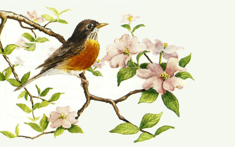 Robin on Flowering Branch — Brown
