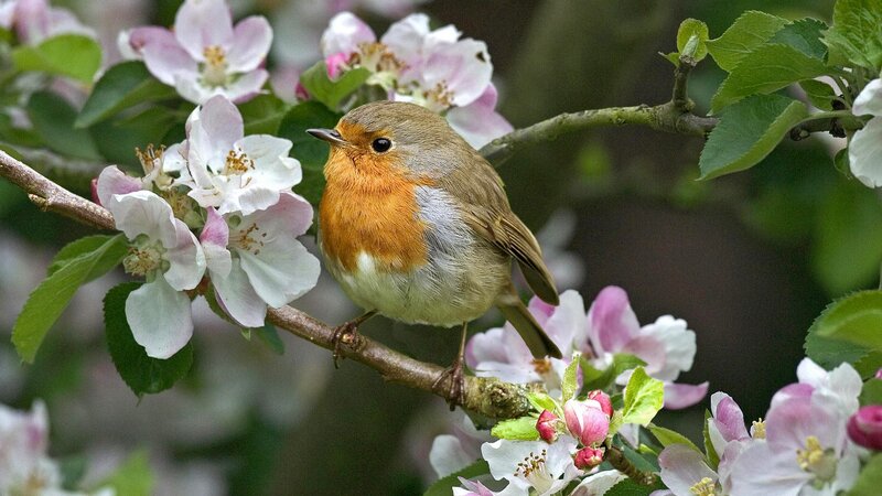 Robin on Flowering Branch — Orange, Serene