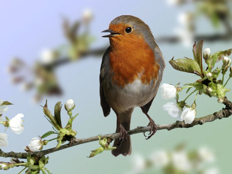 Robin on Flowering Branch — Orange