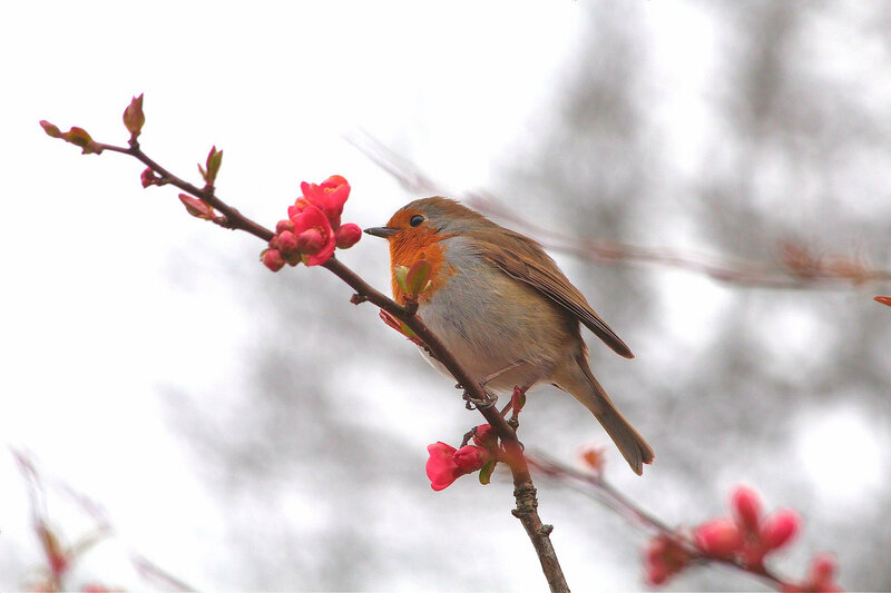 Robin on Flowering Branch — Red, Serene