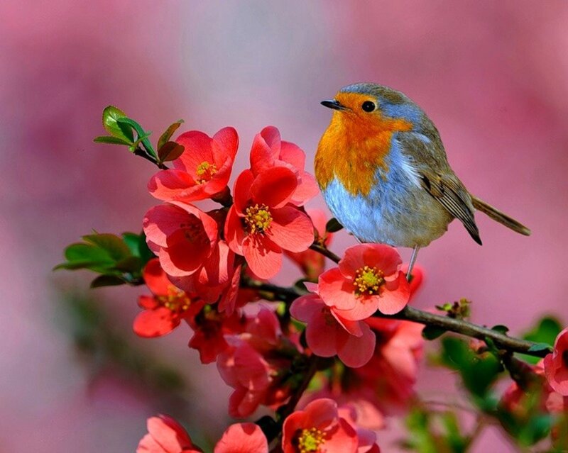 Robin on Flowering Branch — Red