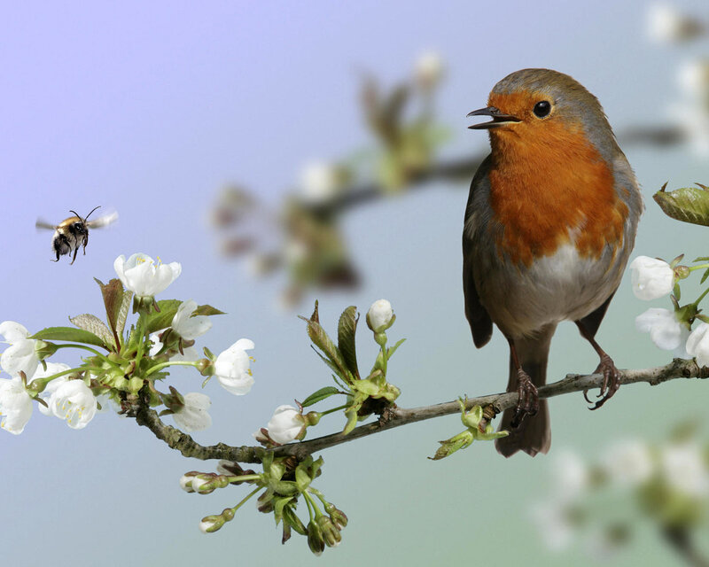 Robin on Flowering Branch