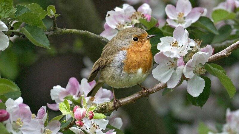 Robin on Flowering Branch — White, Serene, Spring