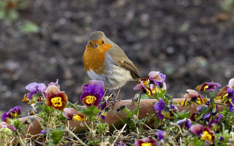 Robin on Flowers