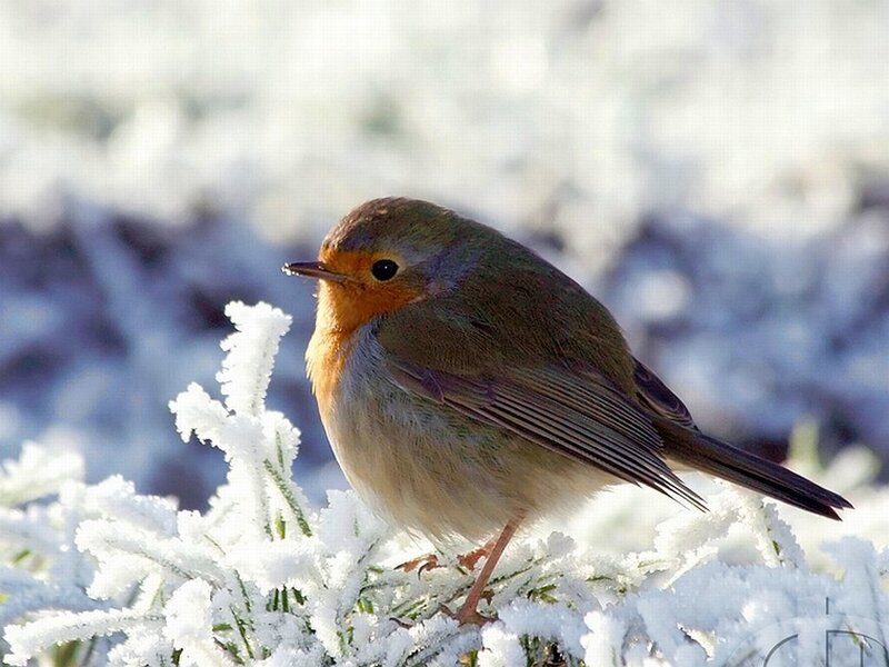 Robin on Frosted Branch