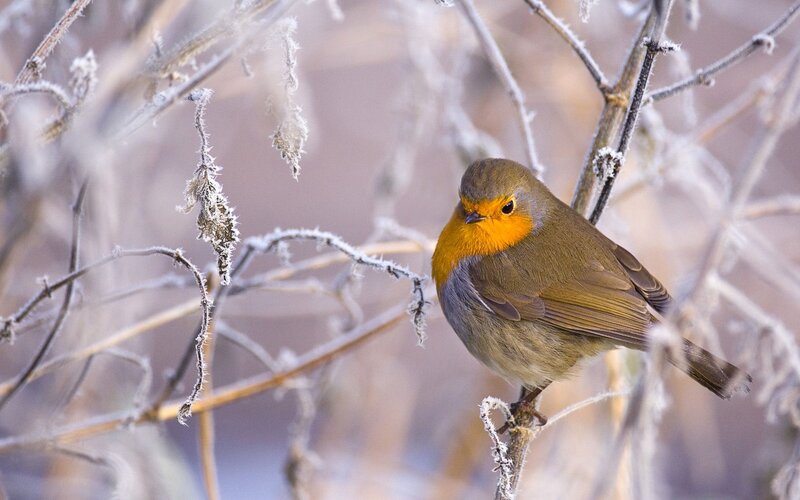 Robin on Frosty Branch — Orange, Calm