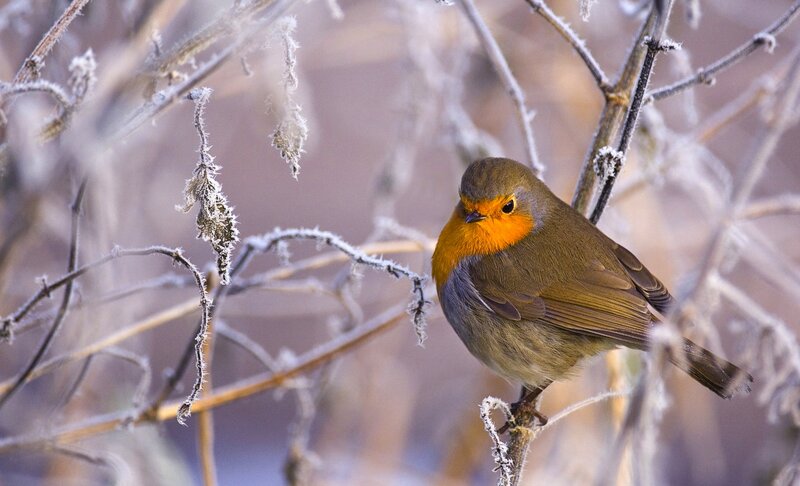Robin on Frosty Branch — Orange, Calm, Winter
