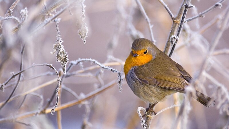 Robin on Frosty Branch — Orange, Cold