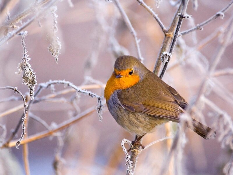 Robin on Frosty Branch — Orange