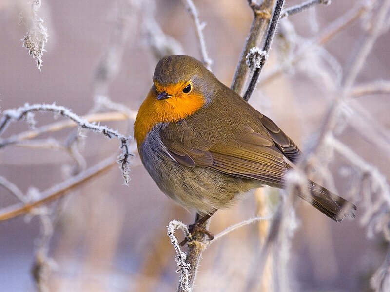 Robin on Frosty Branch