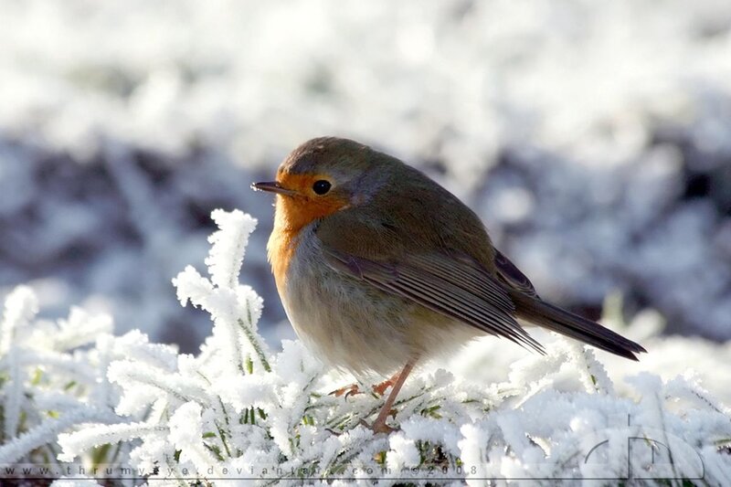Robin on Frosty Plant