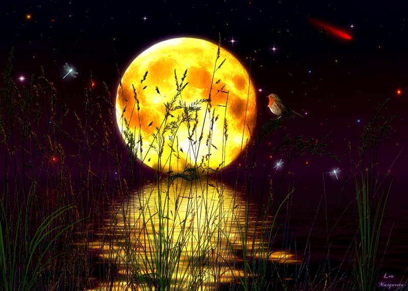 Robin on Grass at Night