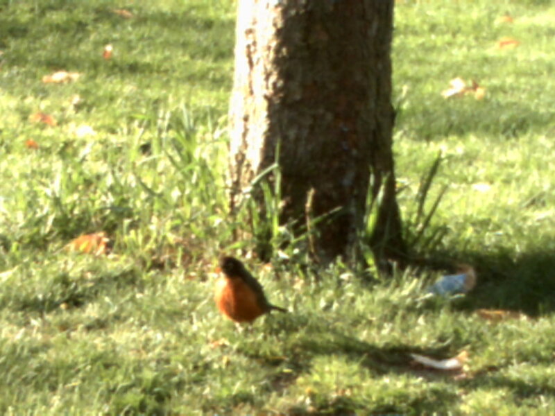 Robin on grass near tree
