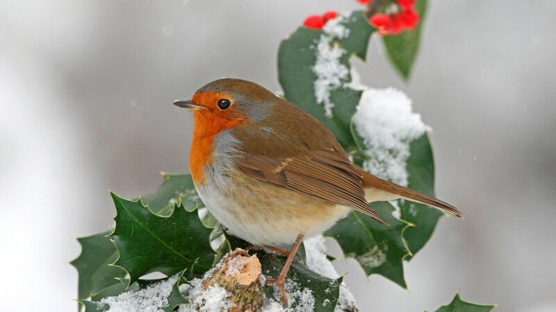 Robin on Holly Branch — Green
