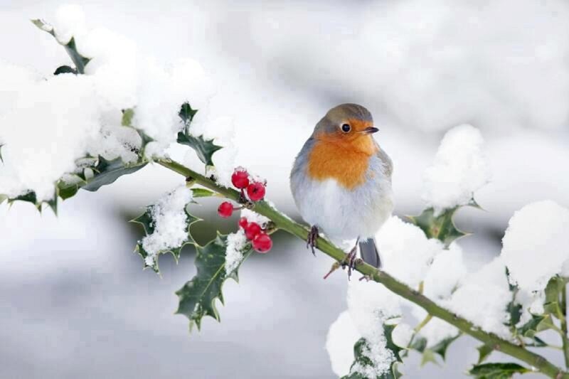Robin on Holly Branch — White