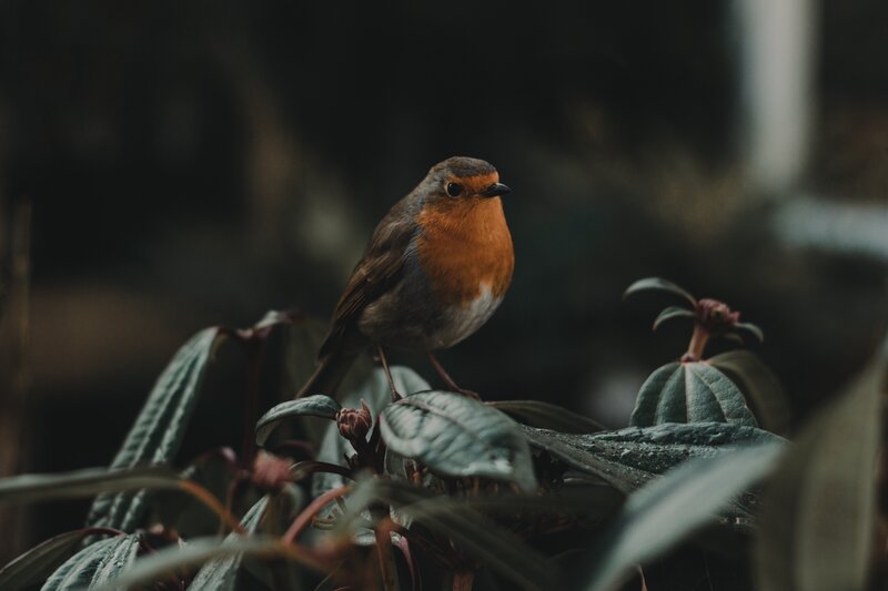 Robin on Leafy Branch