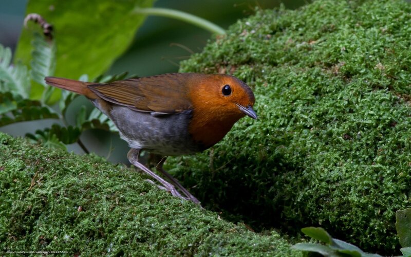 Robin on Moss — Green