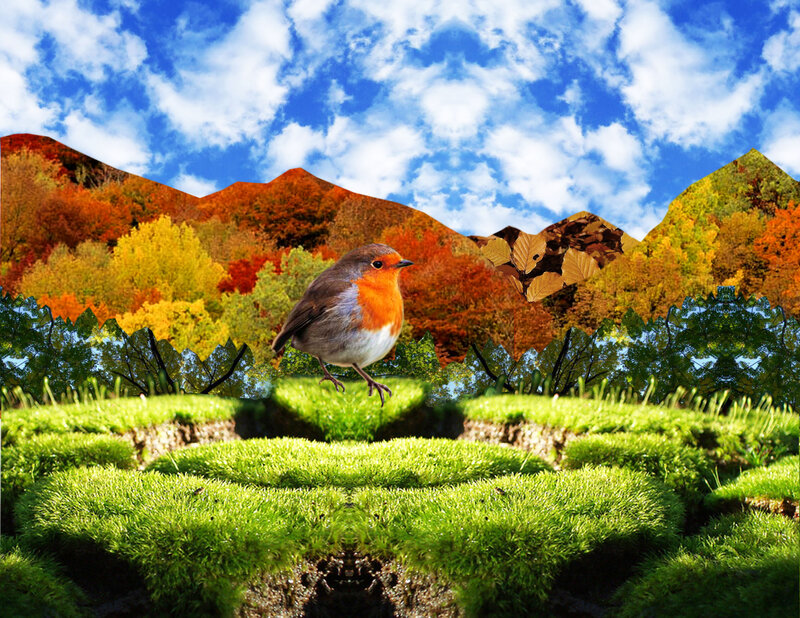 Robin on Moss