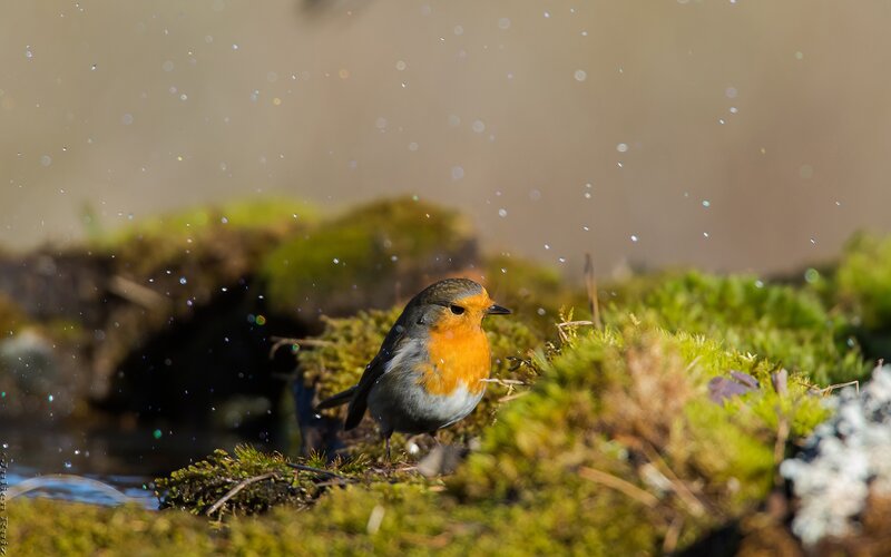 Robin on Mossy Ground — Green