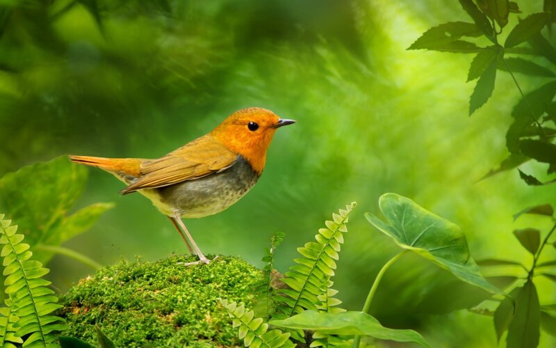 Robin on Mossy Rock