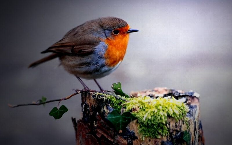Robin on Mossy Stump