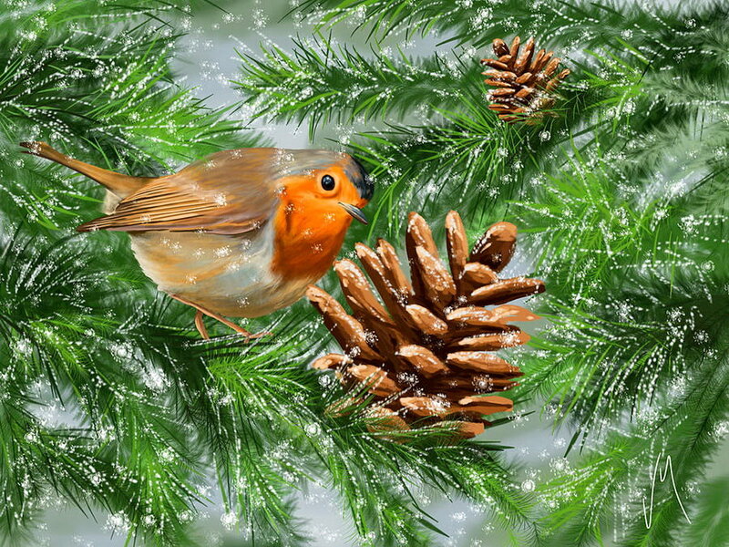 Robin on Pine Branch