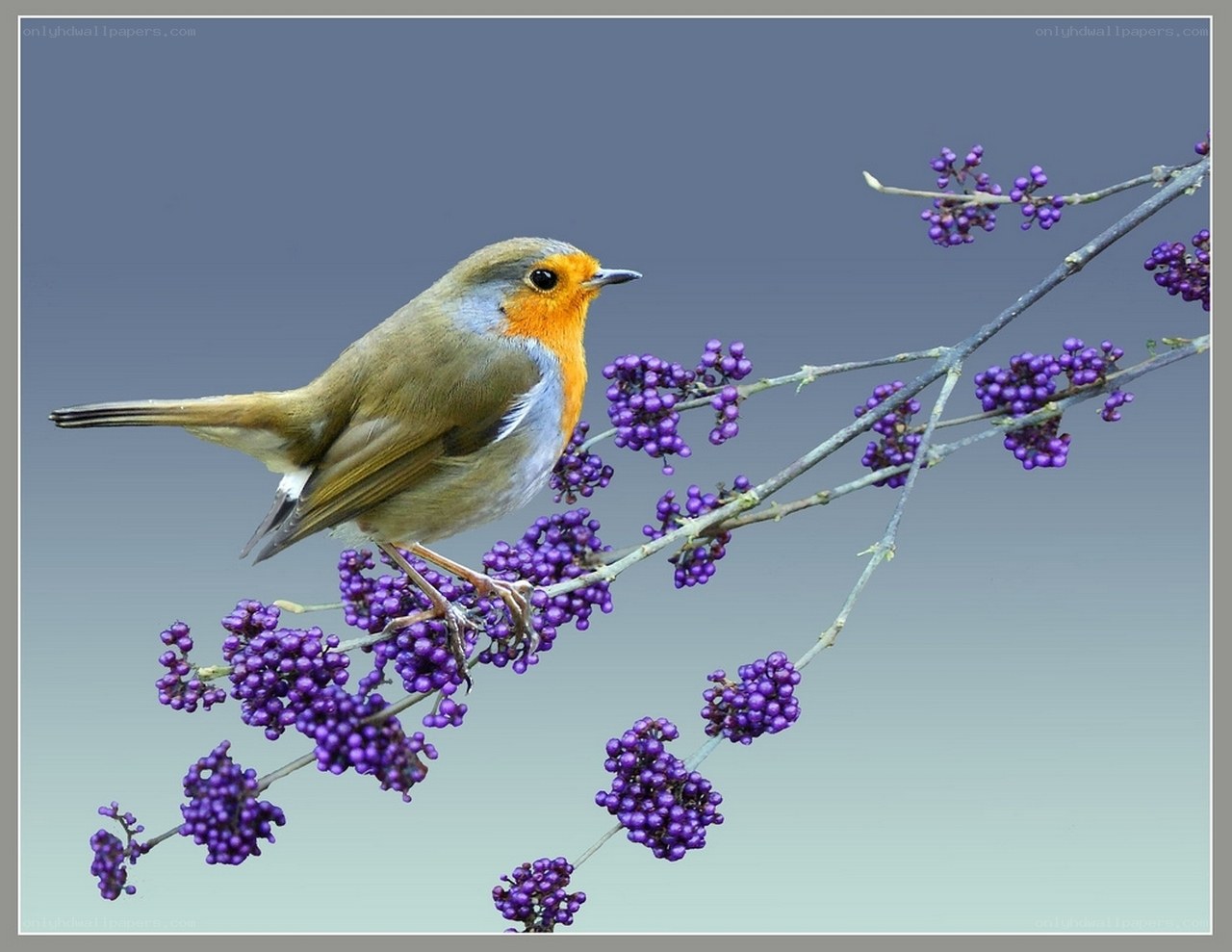 Robin on purple berries