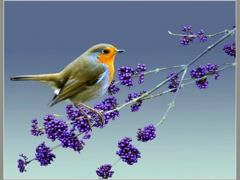 Robin on Purple Berries — Calm