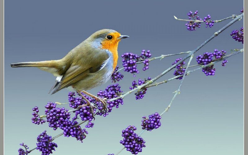 Robin on Purple Berries — Serene, Photograph