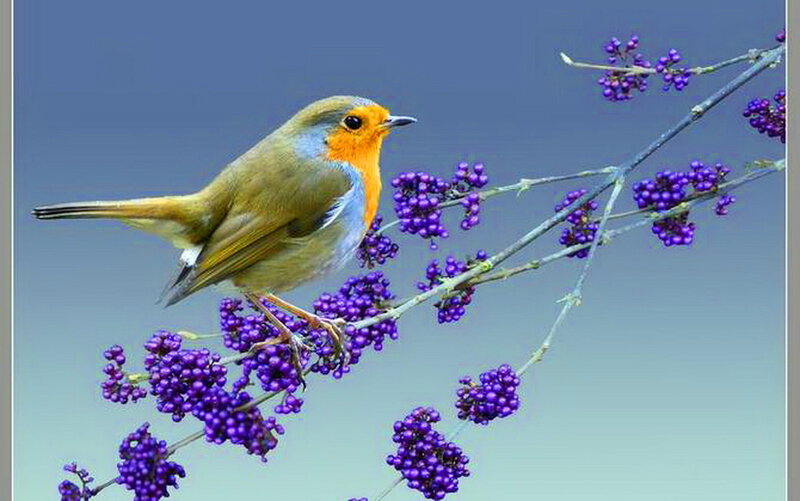 Robin on Purple Berries — Serene, Spring