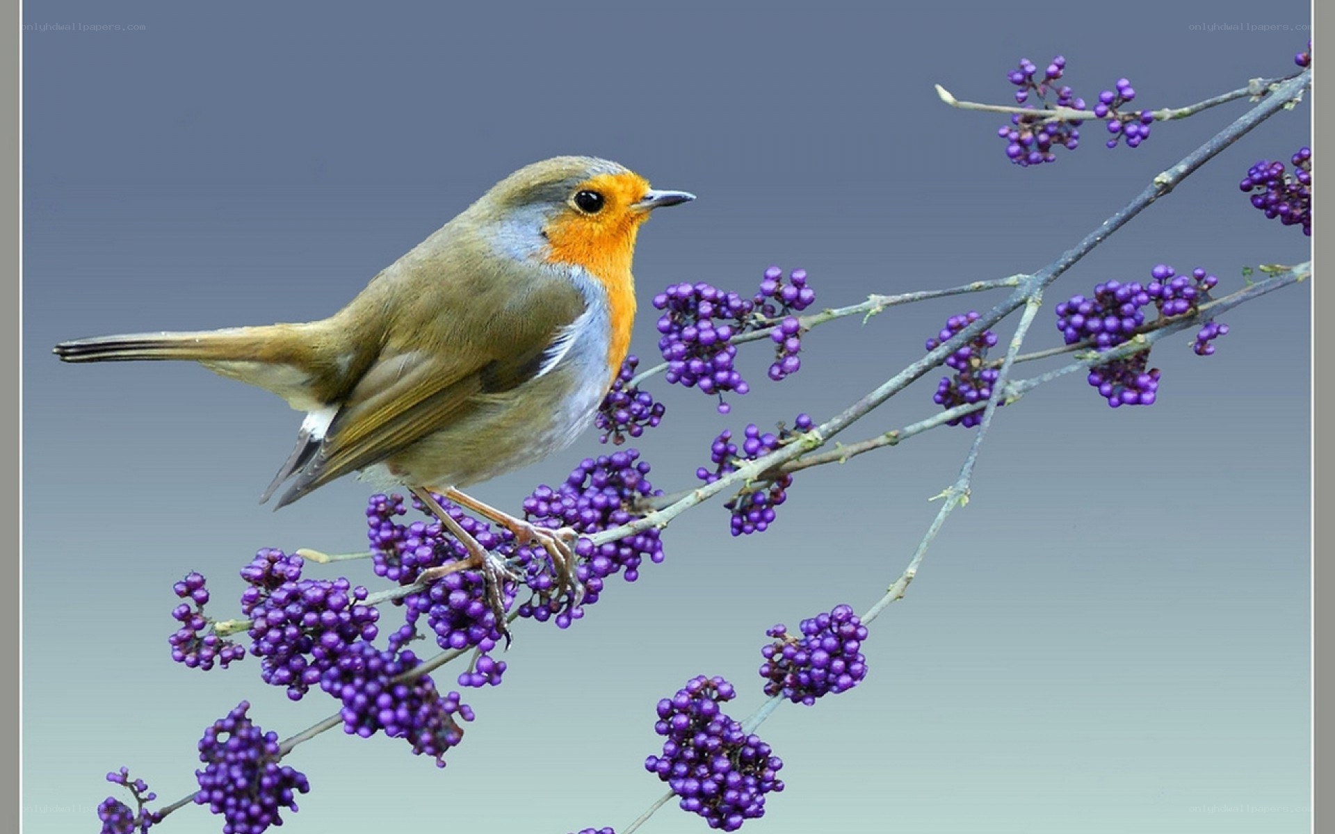 Robin on purple berries
