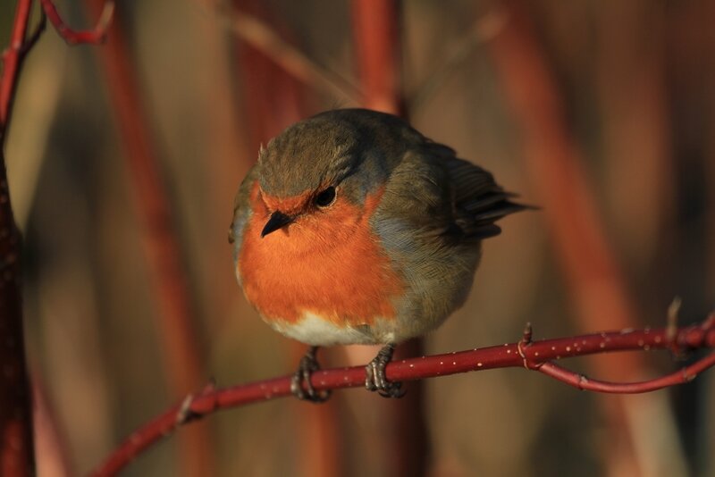 Robin on Red Branch