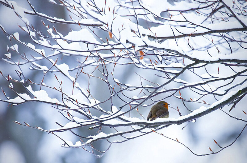 Robin on Snow-covered Branch