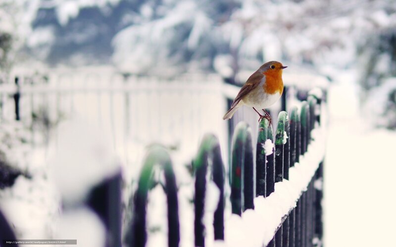 Robin on Snow-covered Fence