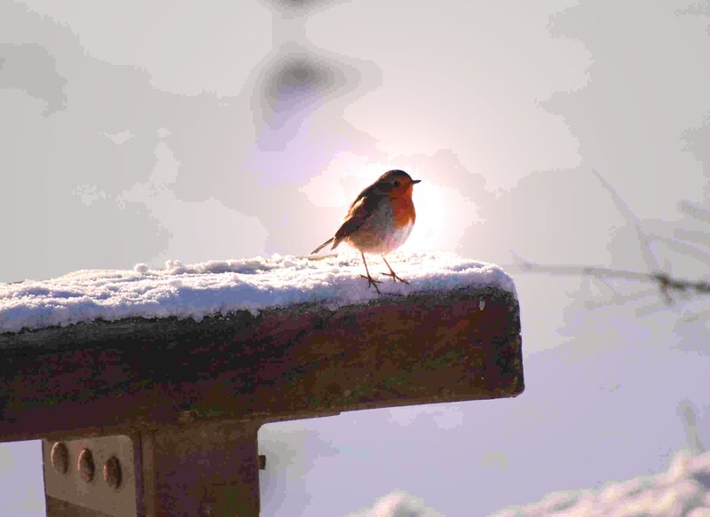 Robin on snowy bench