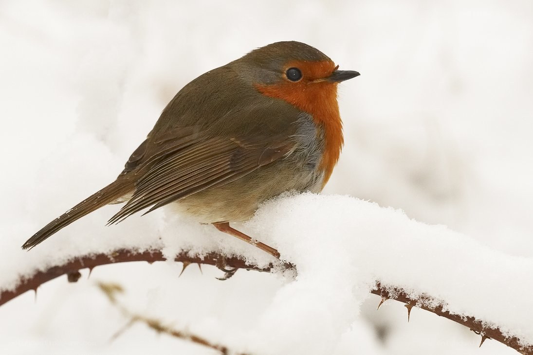 Robin on snowy branch