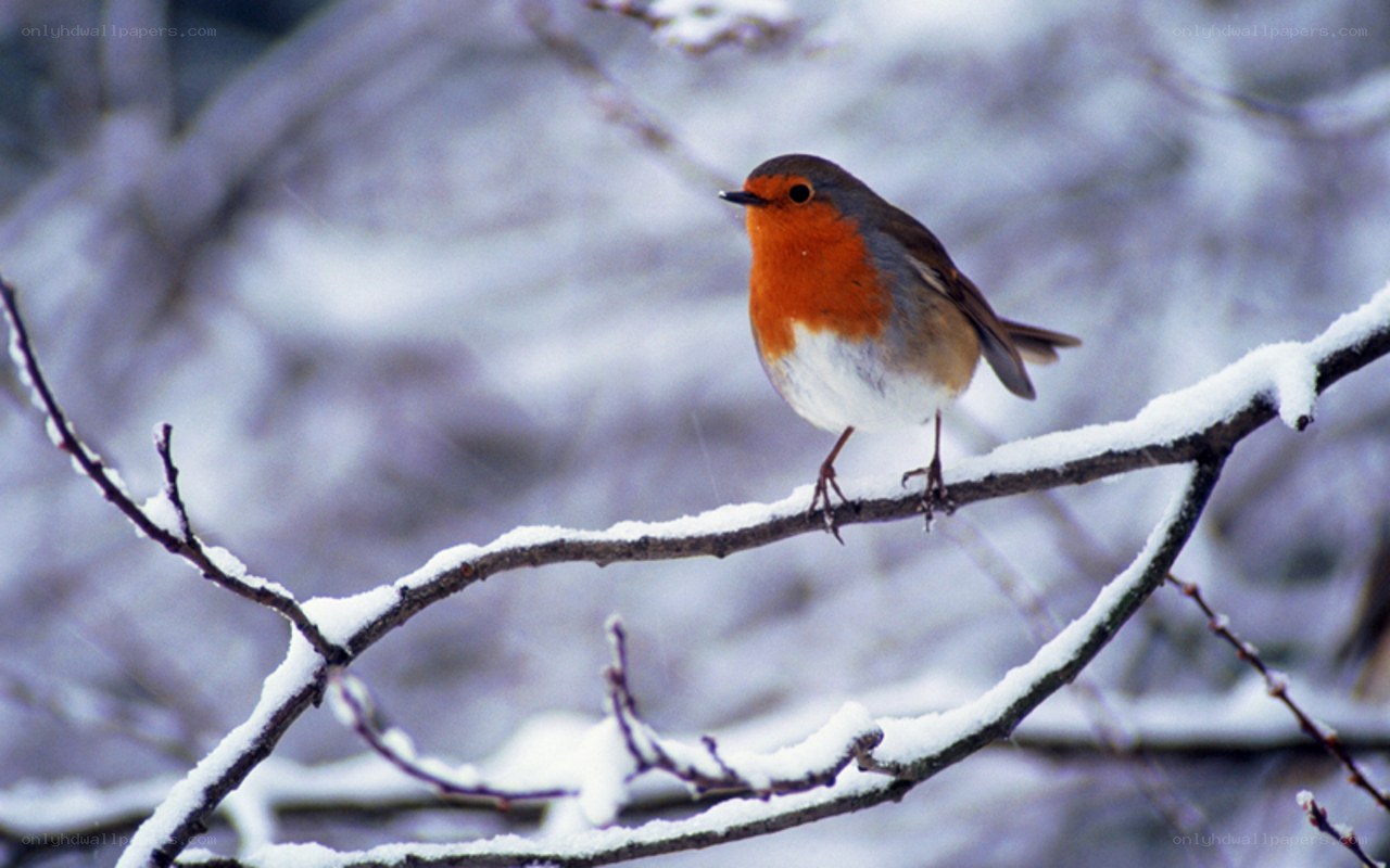 Robin on snowy branch