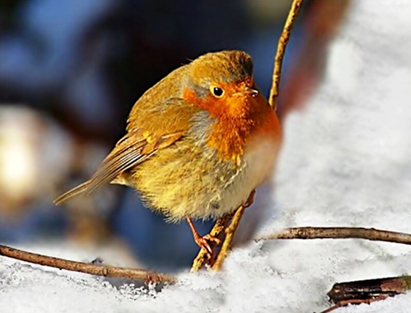 Robin on Snowy Branch — Orange, Calm