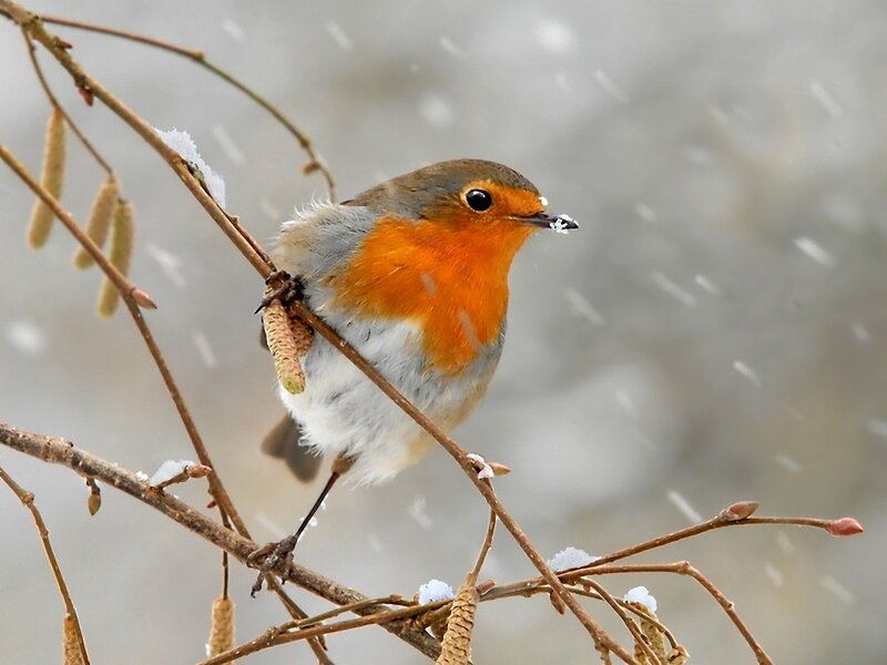 Robin on Snowy Branch — Orange