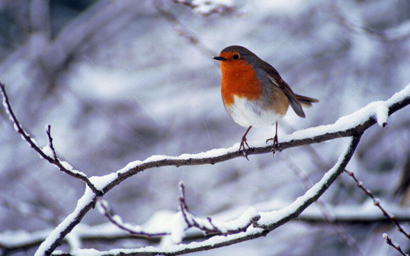 Robin on Snowy Branch — Red
