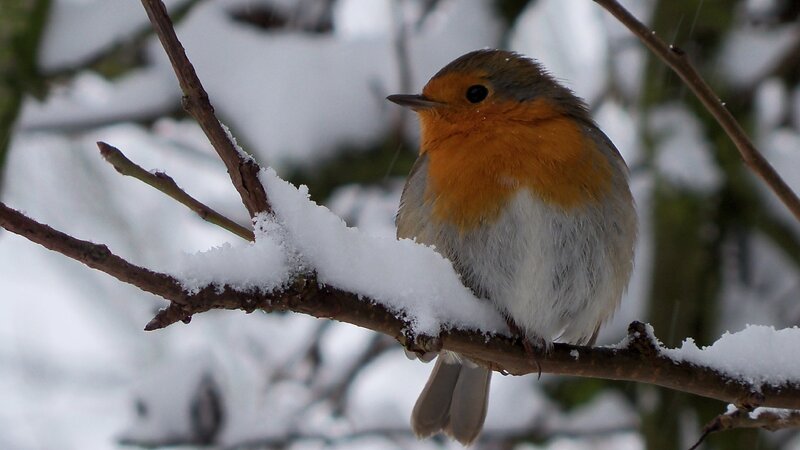 Robin on snowy branch