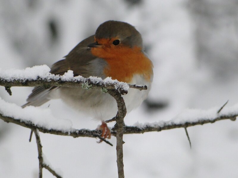 Robin on Snowy Branch — White, Calm