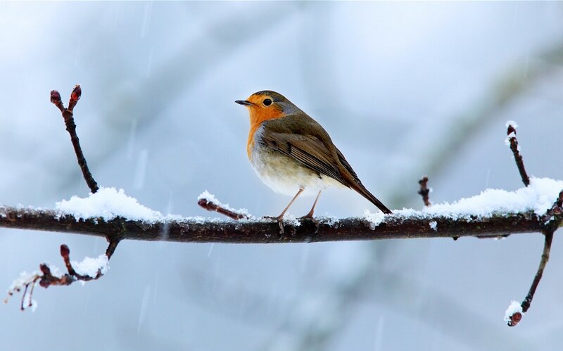 Robin on Snowy Branch — White, Calm, Winter, Photograph, Snow