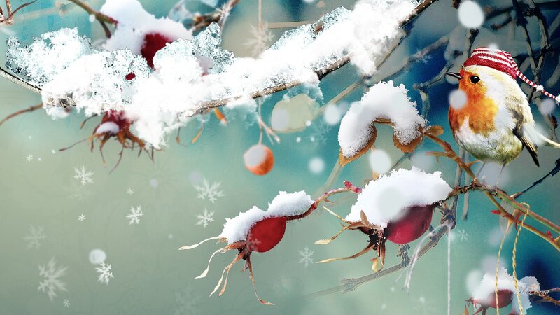 Robin on Snowy Branch — White, Peaceful